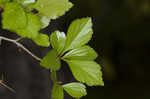 Yellowleaf hawthorn